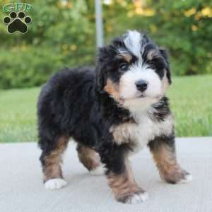 April, Mini Bernedoodle Puppy